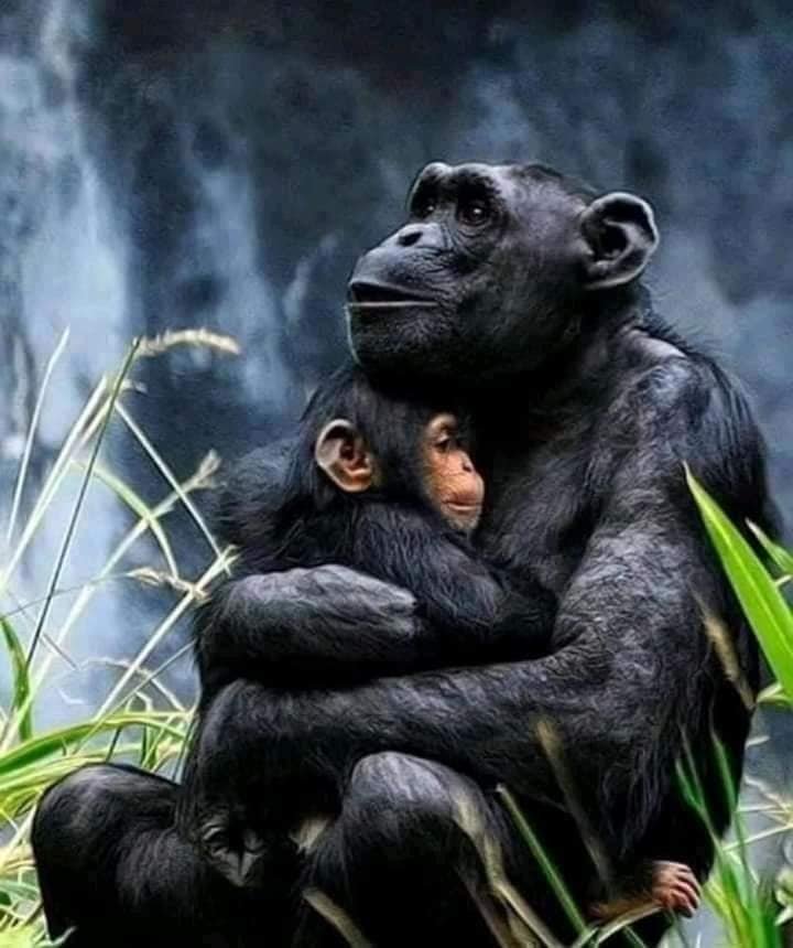 Image du site LES CHIMPAZES DE BOSSOU