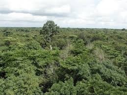 Image du site Forêt classée Dalaba-Mamou