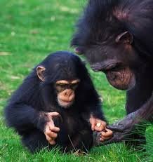 Photo — LES CHIMPAZES DE BOSSOU