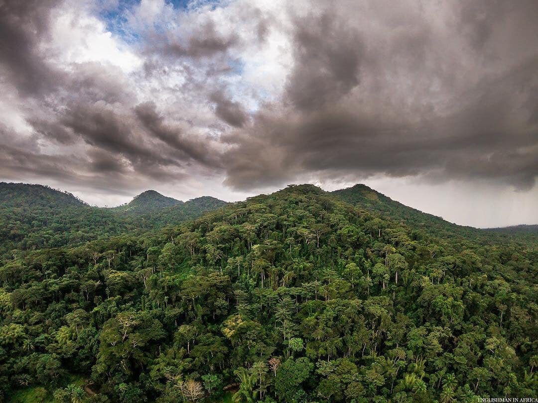 Photo — Forêt de Ziama : Le Poumon Vert de la Guinée